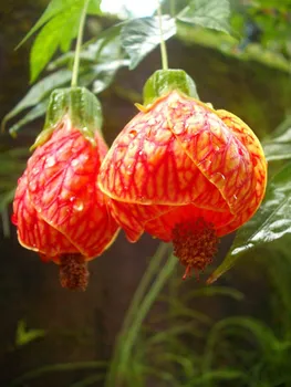 Abutilon