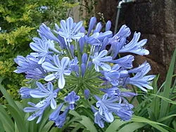 Agapanto Azul