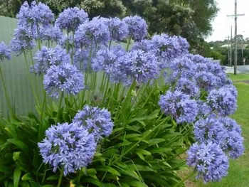 Agapanto Azul - Foto 2