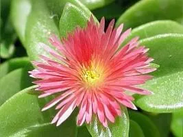 Aptênia (Rosinha-de-sol)