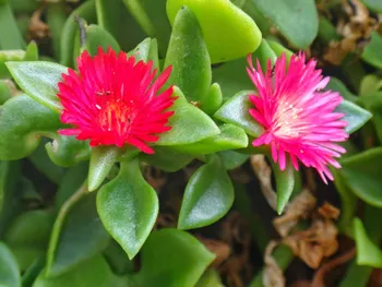 Aptênia (Rosinha-de-sol) - Foto 2