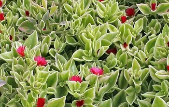 Aptênia Variegada (rosinha-de-sol variegada) - Foto 2
