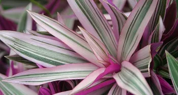 Abacaxi Variegado