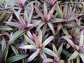 Abacaxi Variegado - Foto 2