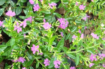 Érica Rosa - Foto 2