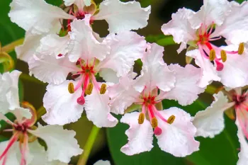 Bauhinia Trepadeira