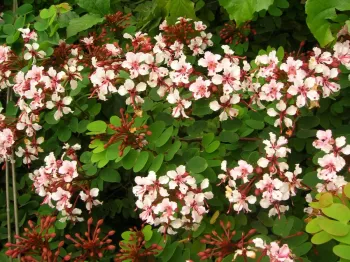 Bauhinia Trepadeira - Foto 2