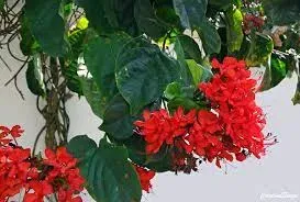 clerodendro-vermelho