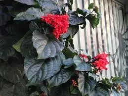 clerodendro-vermelho - Foto 2