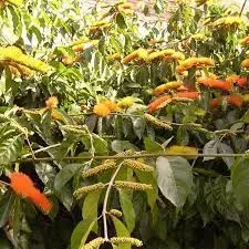 Escova de Macaco Amarela