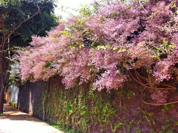 Congea tomentosa