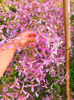 Congea tomentosa - Foto 2