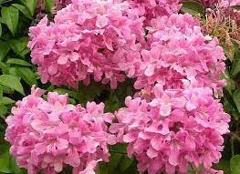 Cipó Rosa (Cuspidaria convoluta) - Foto 2