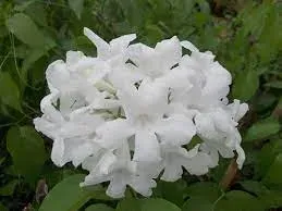 Cipó Branco (Cuspidaria convoluta alba)