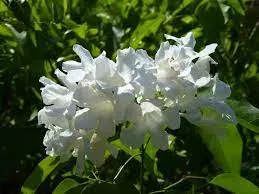 Cipó Branco (Cuspidaria convoluta alba) - Foto 2