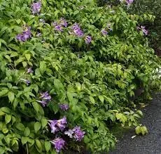 Cipó Alho (Mansoa alliaceum)