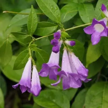 Cipó Alho (Mansoa alliaceum) - Foto 2