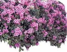 Cipó de sino – Mansoa difficilis