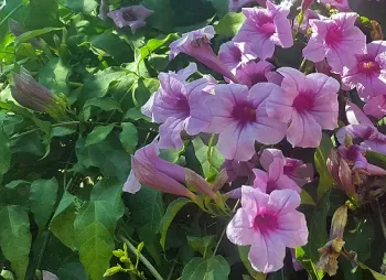 Cipó de sino – Mansoa difficilis - Foto 2