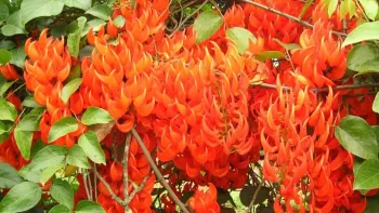 Flama da Floresta (Jade-vermelha) - Foto 2