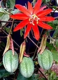 Maracujá-de-flor-vermelha (poranga)