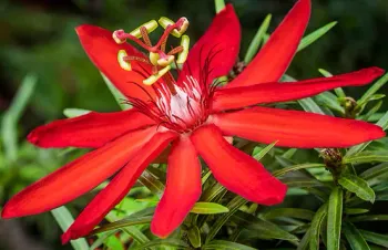 Maracujá-de-flor-vermelha (poranga) - Foto 2