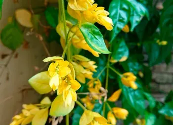 Brinco-de-ouro 
