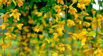 Brinco-de-ouro  - Foto 2