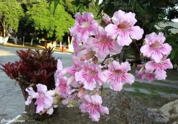 Sete Léguas (Podranea ricasoliana) - Foto 2