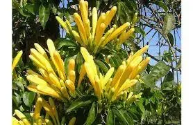 Cipó de São João Amarelo 