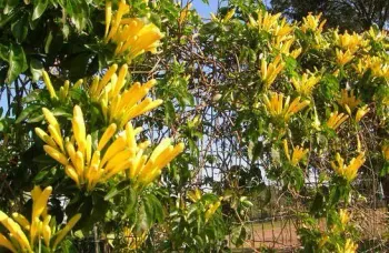 Cipó de São João Amarelo  - Foto 2