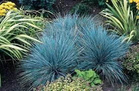 Grama Azul