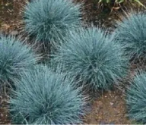 Grama Azul - Foto 2