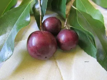 Ameixa de Madagascar