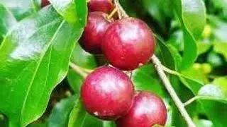 Ameixa de Madagascar - Foto 2