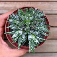 Haworthia 'White Beauty' (colônia - vaso11)