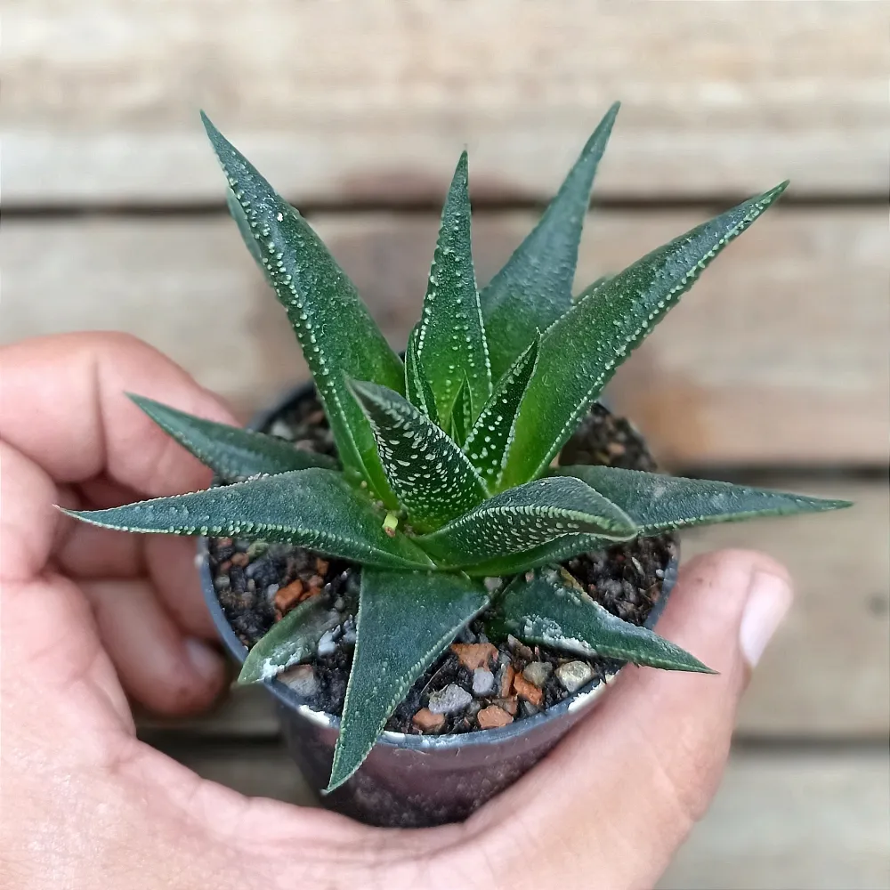 Haworthia beccaria (vaso9)