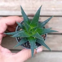Haworthia beccaria (vaso9) - Foto 2