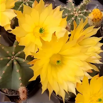Echinocereus subinermis (vaso7)
