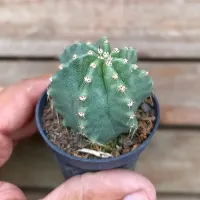Echinocereus subinermis (vaso7) - Foto 2