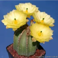 Echinocereus subinermis (vaso7) - Foto 3