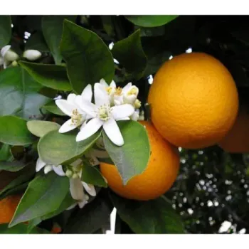 Laranja Azeda