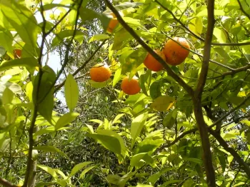 Laranja Azeda - Foto 2