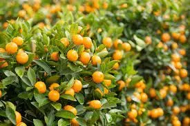 KINZU - MINI LARANJA - Foto 2