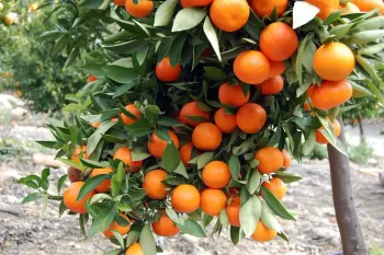 Laranja Bahia (Citrus Sinensis)