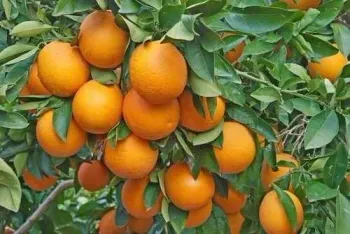 Laranja Bahia (Citrus Sinensis) - Foto 2
