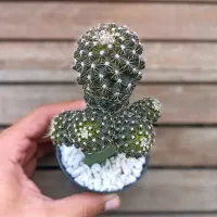 Copiapoa humilis v. tenuissima (colônia enxerto - vaso9)
