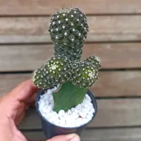 Copiapoa humilis v. tenuissima (colônia enxerto - vaso9) - Foto 2