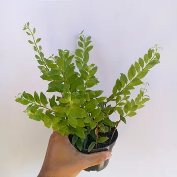 Columeia batom (Aeschynanthus pulcher - vaso11) - Foto 2