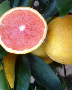 Laranja Sanguínea - cara cara